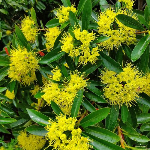 稀有进口黄金熊猫树苗常绿四季开花灌木花卉庭院别墅花境植物