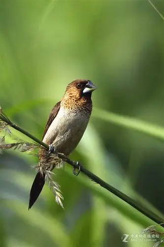 绿影鸟踪之——文雀