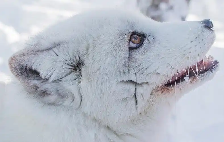 english news 英语新闻-naughty arctic fox jumps on
