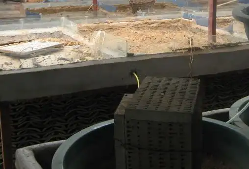 收集蝎子的技巧在蝎子养殖过程中怎么收集蝎子才会避免被蝎子蛰到