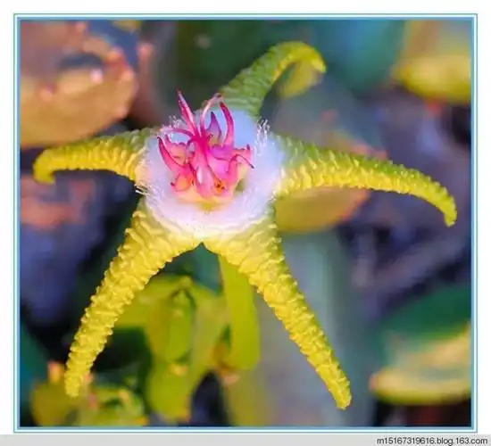 奇花异草稀世罕见6