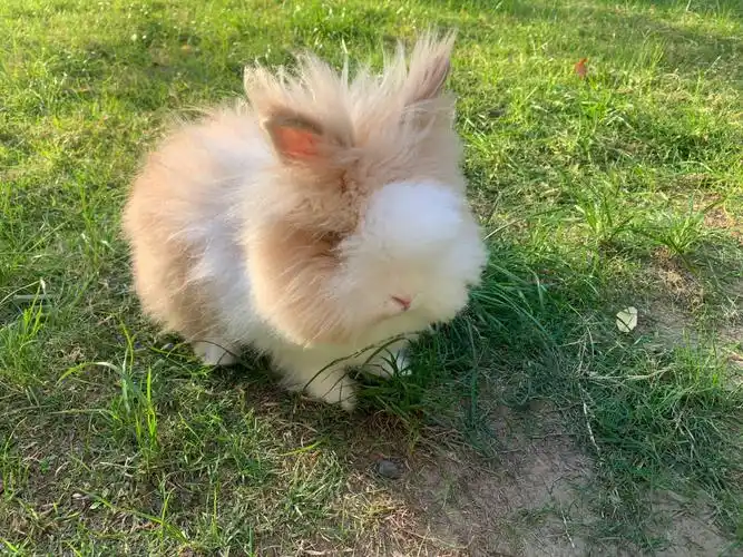 猫猫兔与道奇垂耳兔