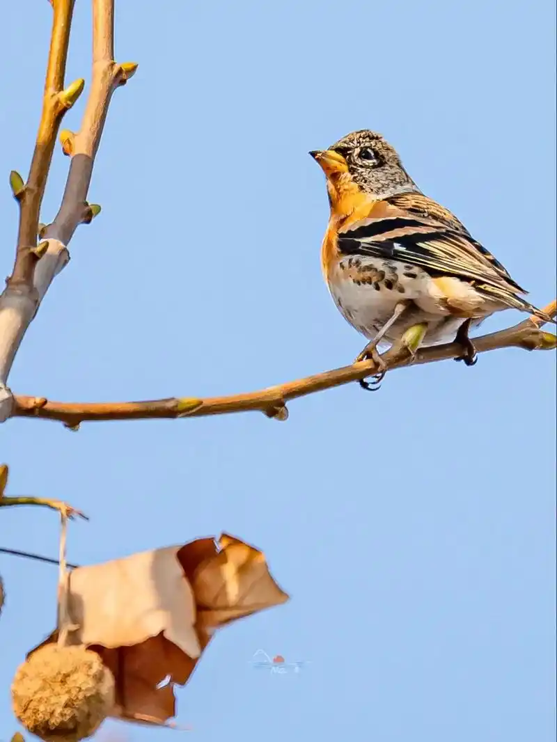 以前学生时代在书本上看到过一句话"燕雀安知鸿 - 抖音