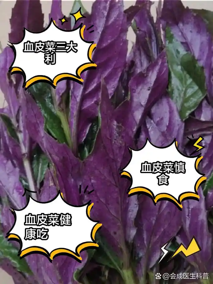 血皮菜的好处与坏处