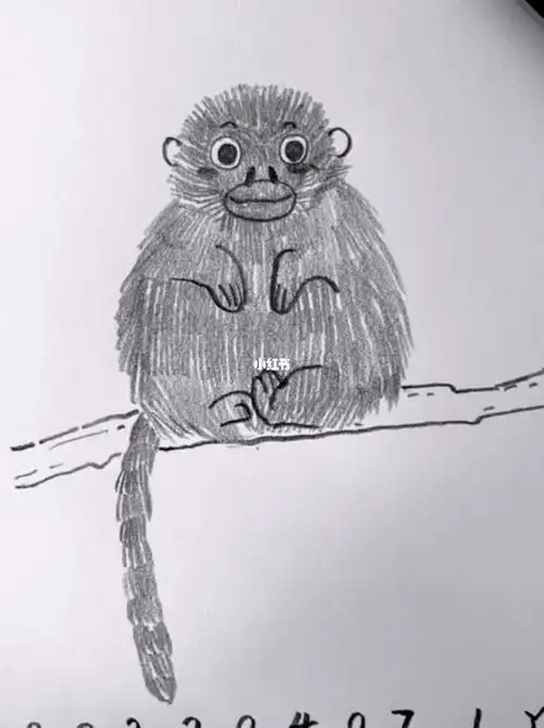 05速写铅笔手绘一只毛茸茸的小猴子