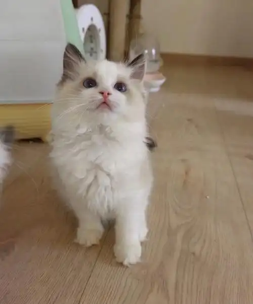 布偶猫有喜欢的嘛上海白菜价出