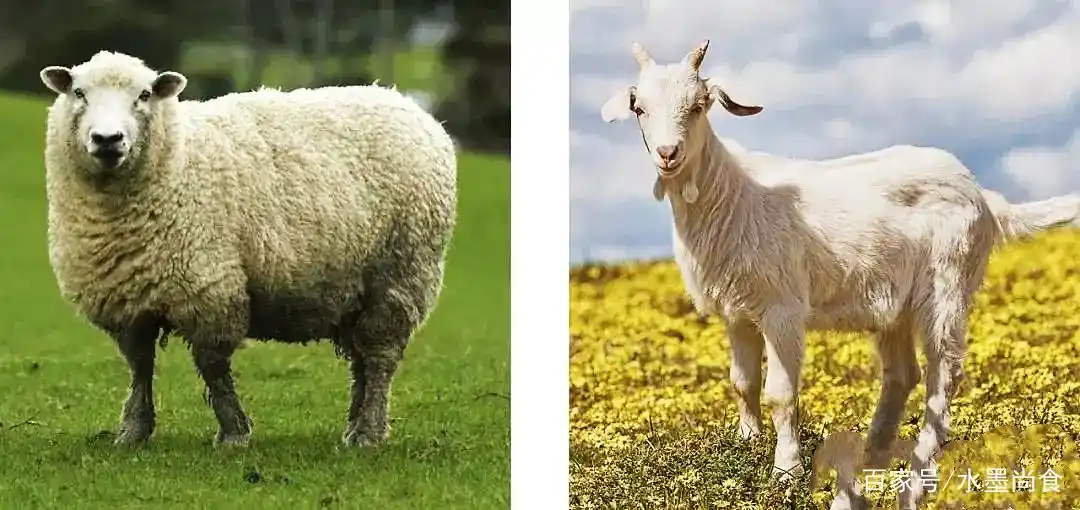 同是羊肉,山羊和绵羊肉哪种更好?口感区别大,弄明白后别再乱买