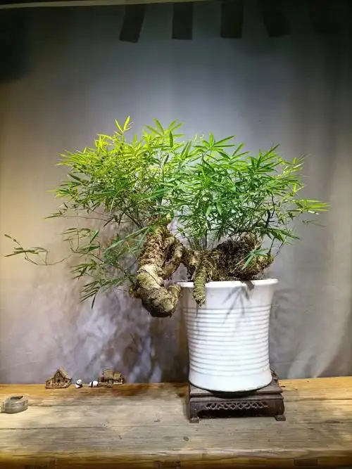 簕竹盆景