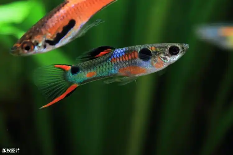 孔雀鱼怎么养 孔雀鱼的品种及图片大全