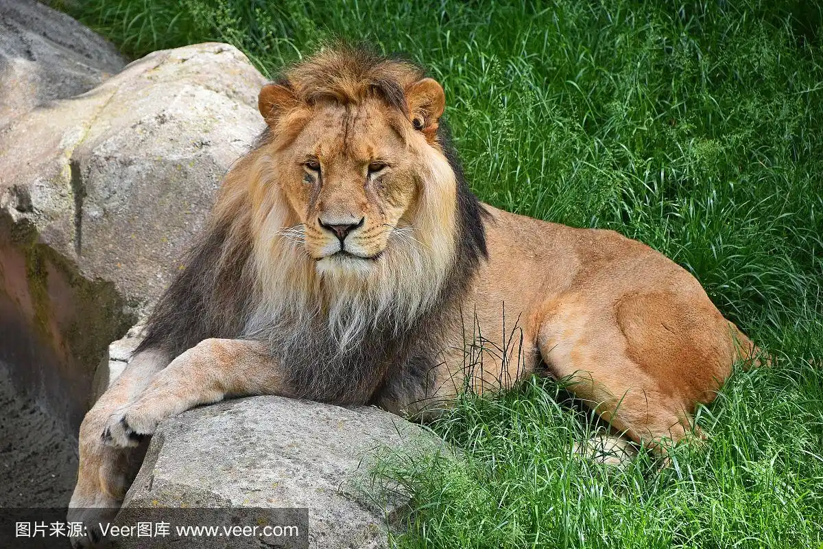 在草地上休息的狮子的全身像