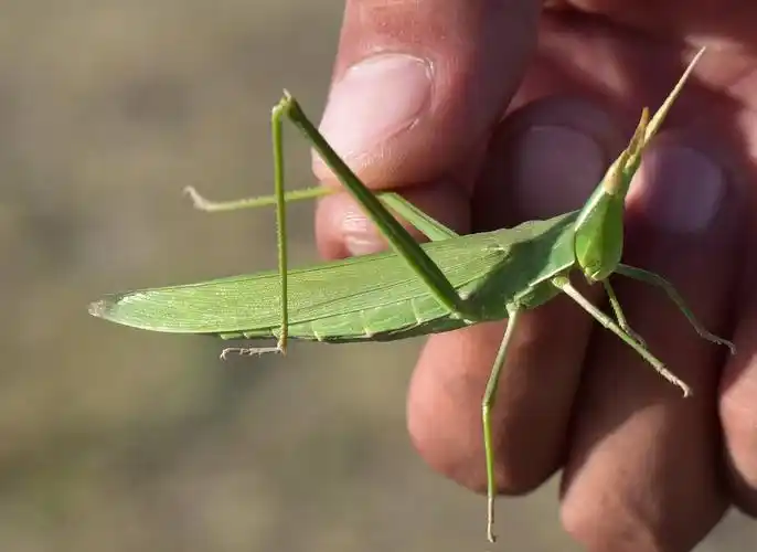 张掖--中华剑角蝗3