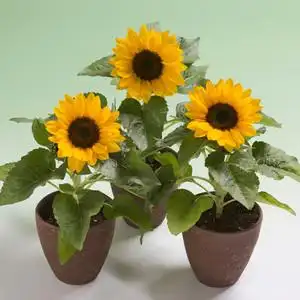 矮生超级微笑向日葵种孑taii进口四季小盆栽春夏耐热大微笑种籽子