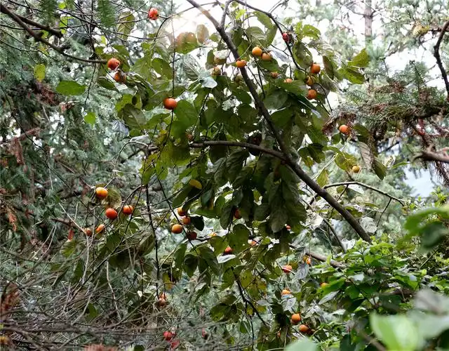 路旁野生的柿子树柿果挂满枝头.(摄影:李颜东)