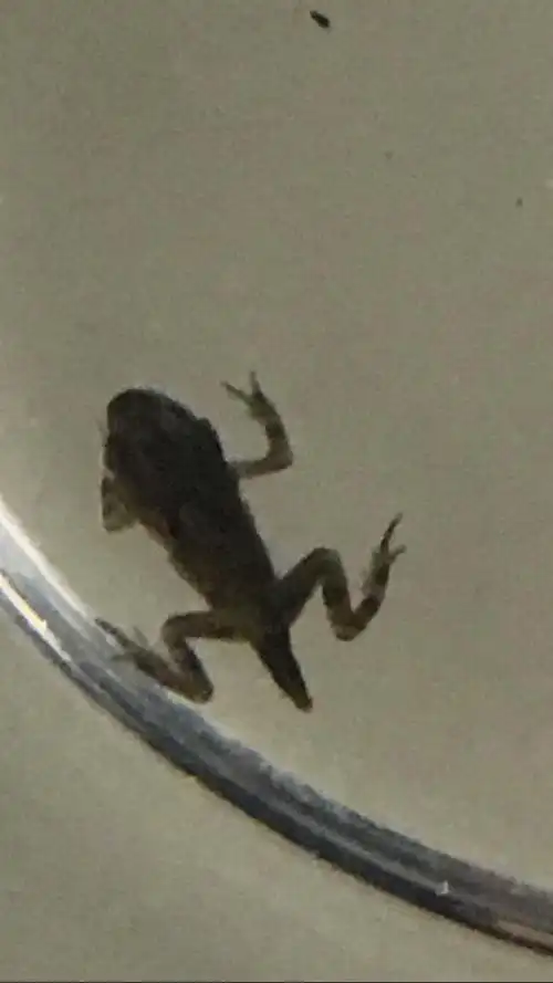 4月17日,这是其中幸存的一只小蝌蚪,它的尾巴已经基本不见了,身体也蜕