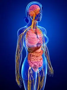 女人身体图女性身体的神经系统和消化系统的图稿照片