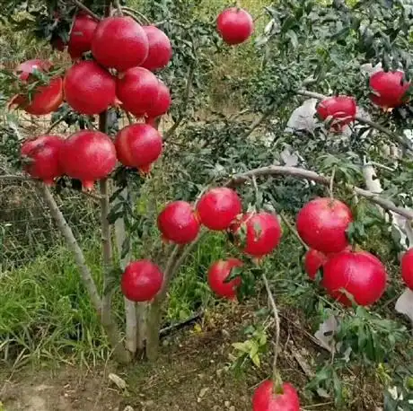 三公分大红袍石榴树苗好卖吗云浮