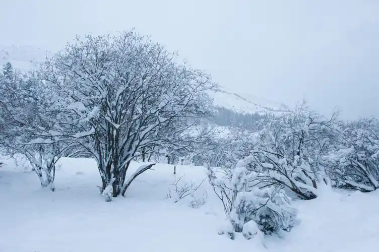 双桥沟唯美迷人大雪风光