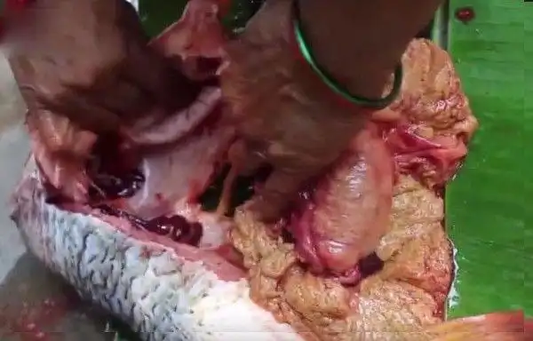 男子抓到一条肚子超大的怪鱼开膛破肚后世界观都崩塌了