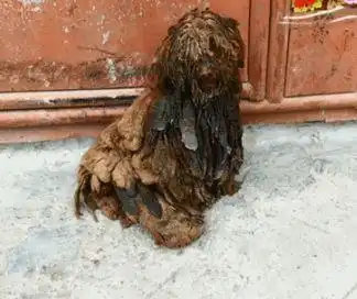 这是我见过最惨的泰迪没有之一