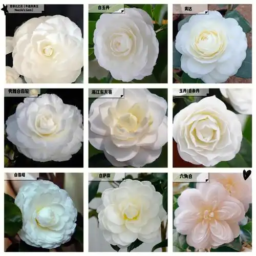 茶花图鉴240种山茶花集合附品种介绍32