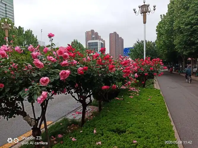 月季花怒放的季节 (20200508摄于石家庄市裕华西路)