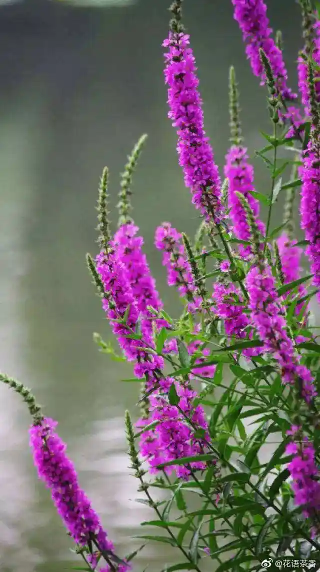 【7月27日生日花语】千屈菜:孤独!