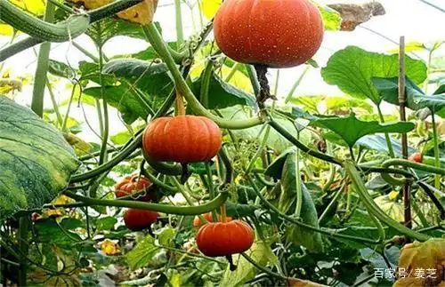 爷爷的南瓜藤小院