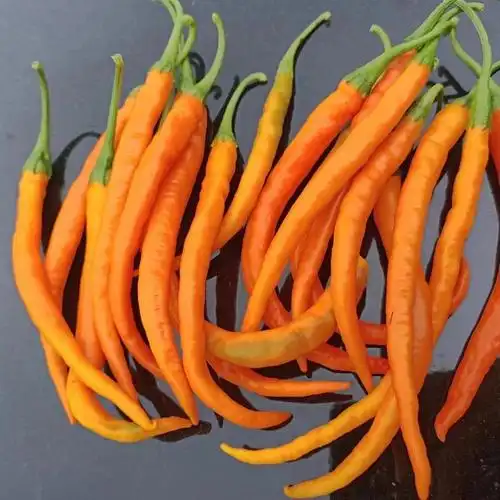 [线椒批发]黄线椒180亩基地价格1.50元/斤 - 一亩田