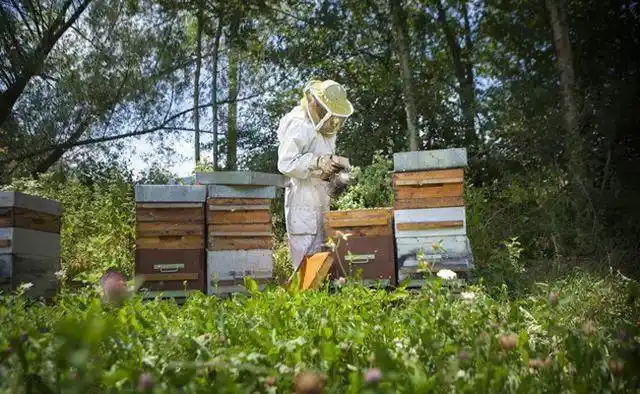 养蜂技术 养蜂知识五百问 习性篇(35-36)