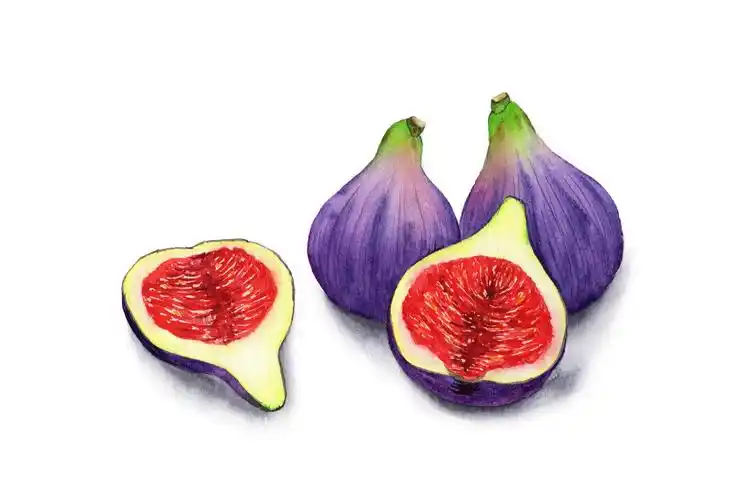 手绘水彩水果无花果设计素材插画