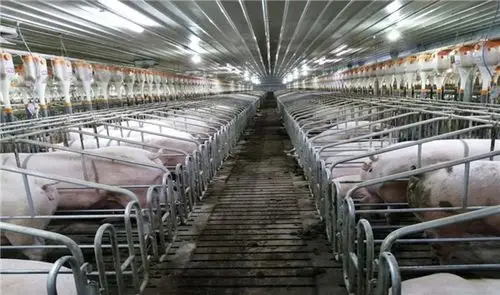 建水温氏种猪场母猪舍(存栏种母猪1.1万头)