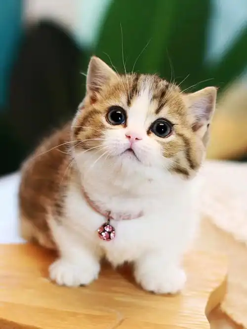 金虎斑矮脚猫曼基康短腿猫金加白杭州猫舍