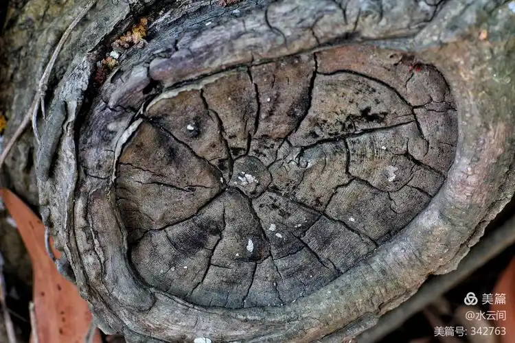 其它 年轮 写美篇人生就象树木一样,长一岁,就是一个年轮!