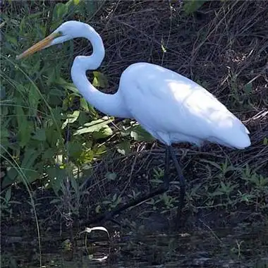 仙鹤qq头像洁白美丽的白鹭高清图片