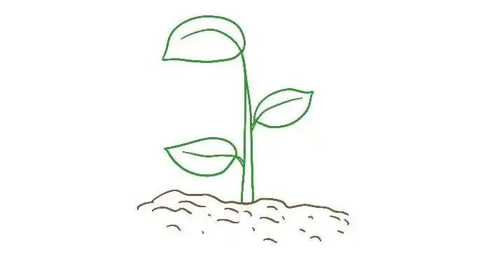 发芽的树苗简笔画 发芽的树苗简笔画画法