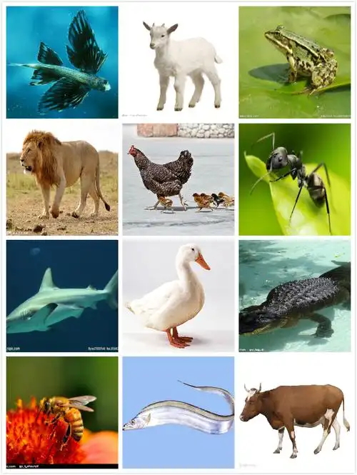 动物大世界——动物分类统计