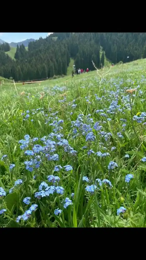 感受大自然的气息和美景 隔屏都闻到了春天的花香 春暖花开奔你而来