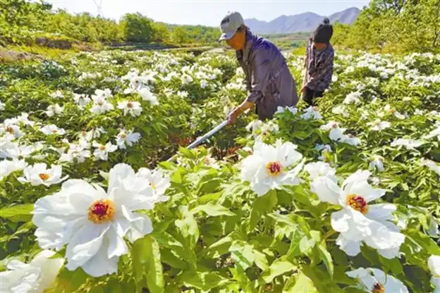5月17日,迁西县东莲花院乡东莲花院村的农民在油用牡丹种植基地除草.