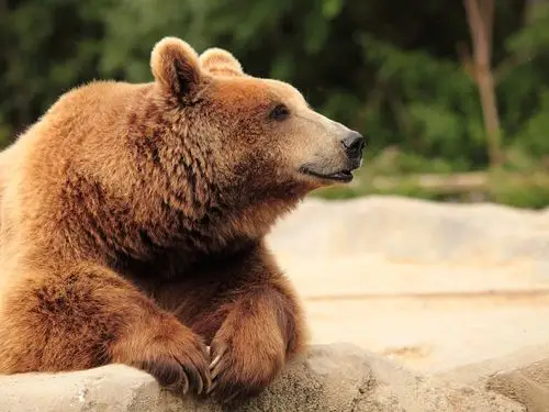 棕熊,头,爪 壁纸 - 2560x1920