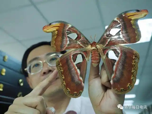 赵力在展示世界上最大的蛾子,翅展有人脸宽. (王迪 摄)