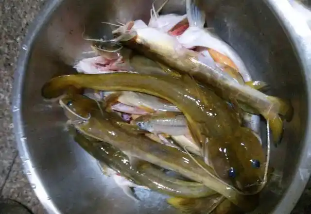 石扁头鱼多少钱一斤,石扁头鱼图片(农村这种"石扁头"鱼)