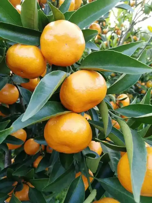 马水桔 5 - 5.5cm 1 - 1.5两