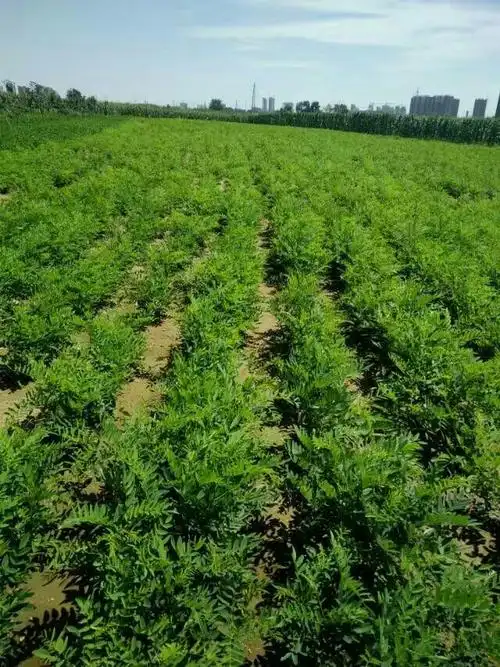 秋季中药材种植以全面展开,欢迎各界朋友来公司实体考察