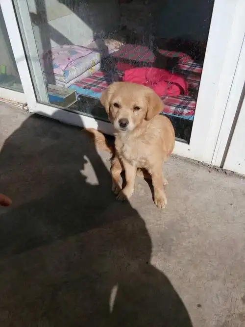 串子狗金毛直多少钱