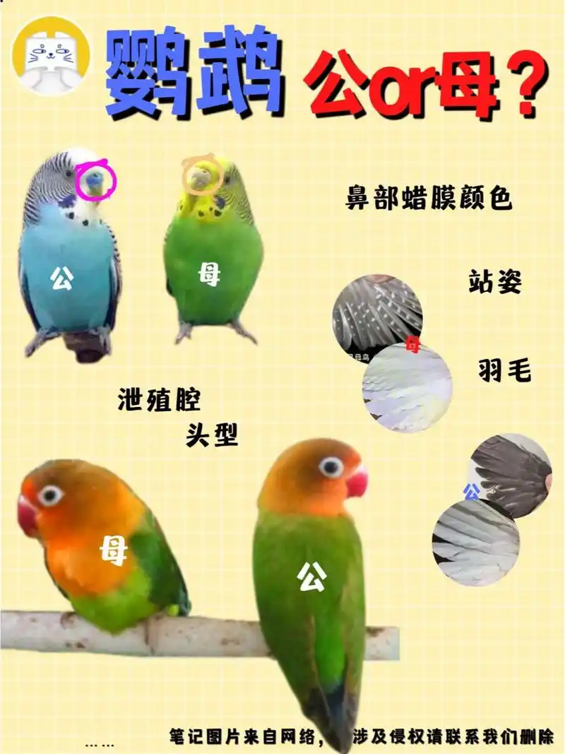 鹦鹉分公母?看这些地方就够啦! 不同鹦鹉如何区分公母呐?
