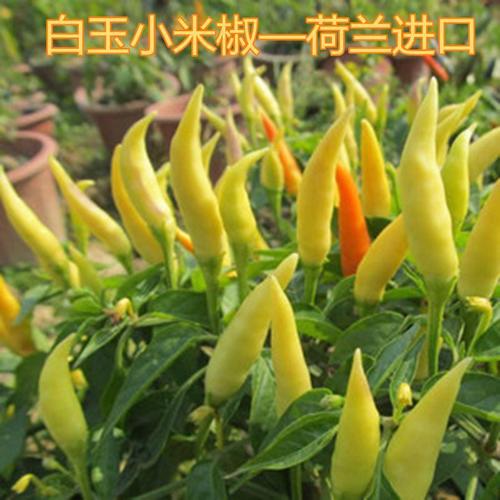 小米椒种子朝天椒泡椒小白米椒种籽尖椒四季超辣包邮白玉小米椒