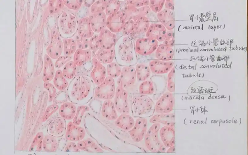 【组胚】肾皮质红蓝铅笔绘图教学