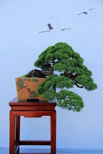 【盆景艺术展摄影图片】生态摄影_太平洋电脑网摄影部落