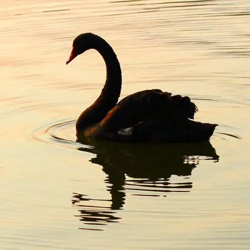 夕阳下的黑天鹅头像
