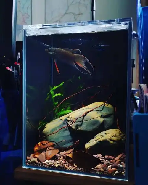 我也晒下25方斗鱼缸 - 原生态造景 - cta南美水族 - powered by